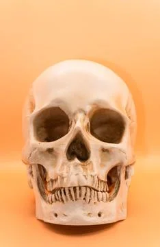 Human skull on a light orange background, beautiful white medical skull with jaw Stock Photos