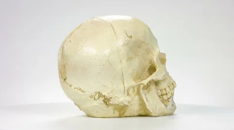 Human skull loopable rotates on a white background. 스톡 동영상 61131132
