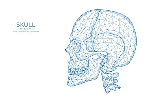 Human skull low poly art. Polygonal vector illustration of a skull side view. 库存插图