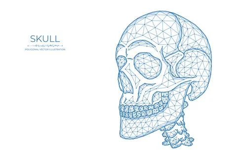 Human skull low poly art. Polygonal skull on a white background. Stock Illustration
