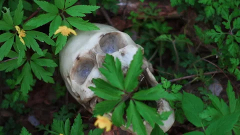 A human skull is lying in the grass Stock Footage 202140263