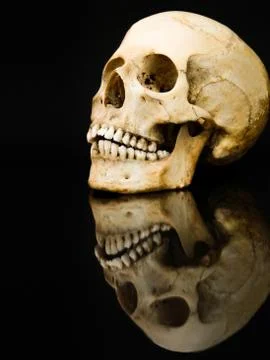 Human skull with mirror image Stock Photos