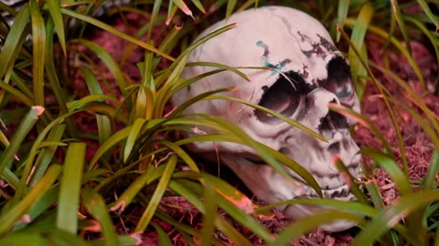 Human Skull Model Among Dry Leaves and Green Grass for Halloween Theme Stock Footage 346076616