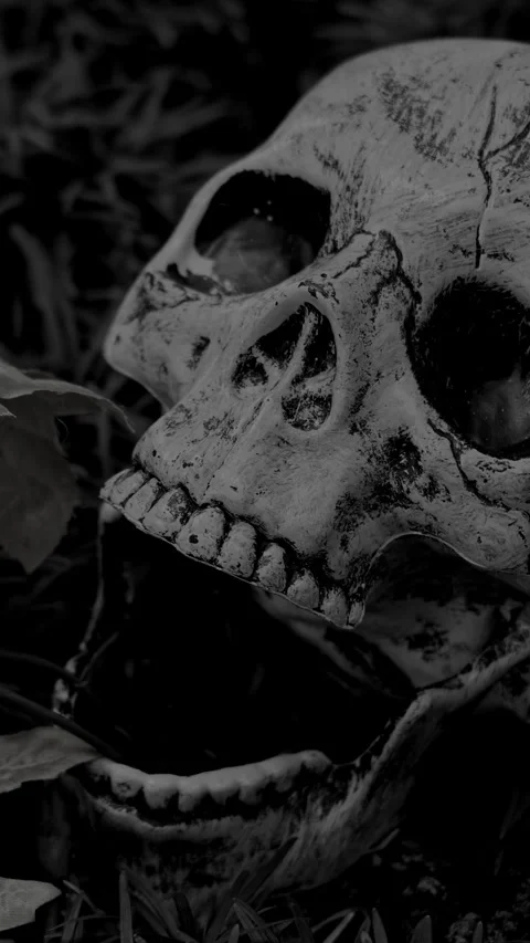 Human Skull Model Among Dry Leaves and Green Grass for Halloween Theme Stock Footage 346076770