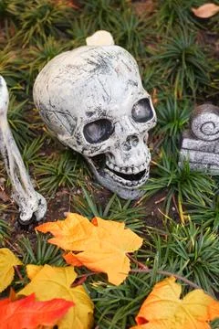 Human Skull Model Among Dry Leaves and Green Grass for Halloween Theme Stock Photos