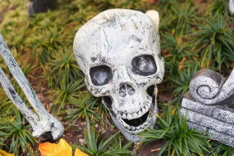 Human Skull Model Among Dry Leaves and Green Grass for Halloween Theme Stock Photos