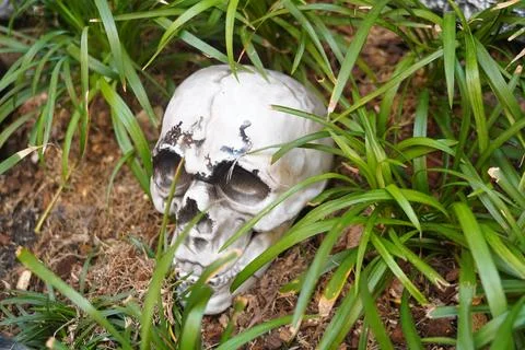 Human Skull Model Among Dry Leaves and Green Grass for Halloween Theme Stock Photos