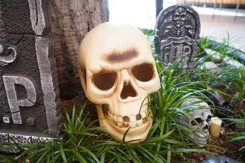 Human Skull Model Among Dry Leaves and Green Grass for Halloween Theme Stock Photos