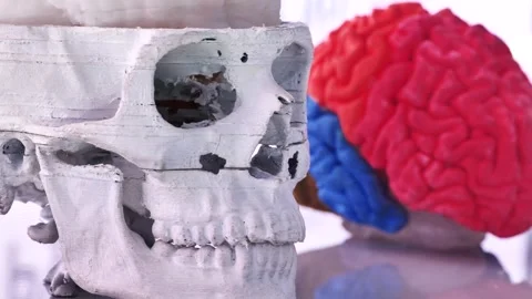 Human skull model and colorful brain replica for medical education in exhibition Stock Footage 322029198