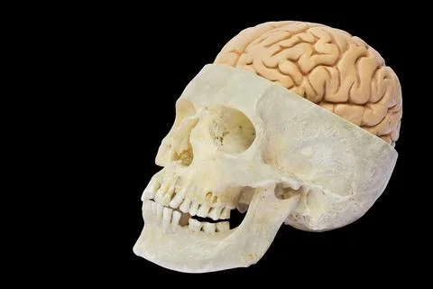 Human skull with model of brains isolated on black background Stock Illustration