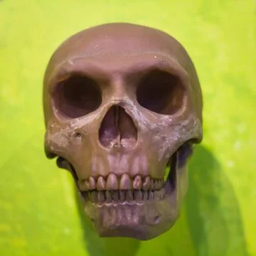 Human skull model Stock Photos