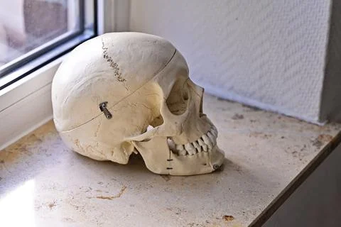 Human skull model with teeth on a bright clinic windowsill. Stock Photos