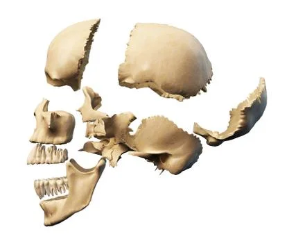 Human skull with parts exploded. Stock Illustration
