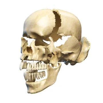 Human skull with parts exploded. Stock Illustration