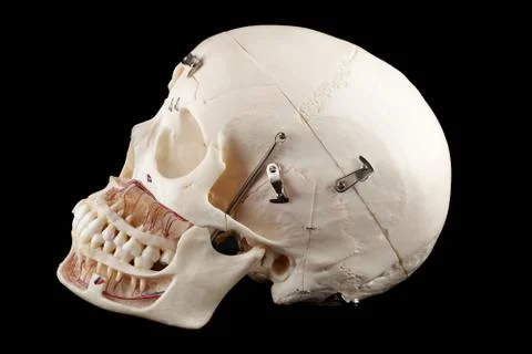 Human skull Stock Photos