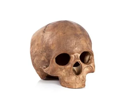 Human skull Foto stock