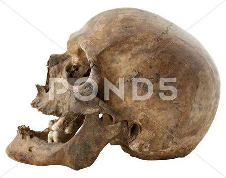 Human skull Stock Photos