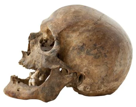 Human skull Stock Photos