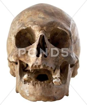 Human skull Stock Photos