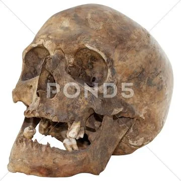 Human skull Stock Photos