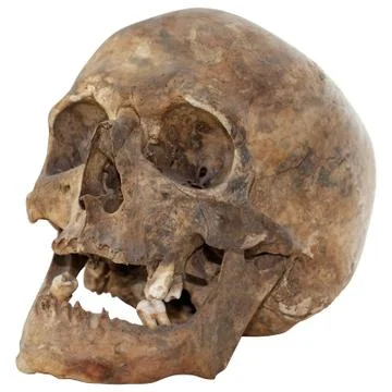 Human skull Stock Photos