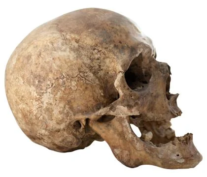 Human skull Stock Photos