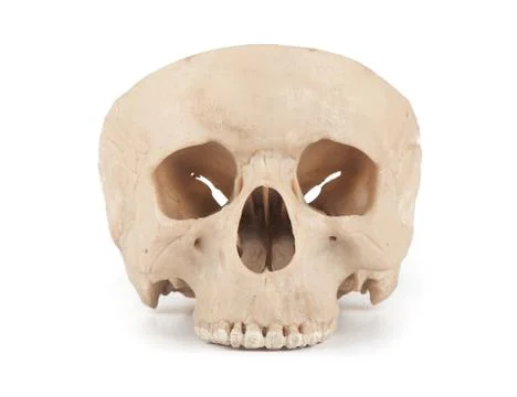 Human skull Stock Photos