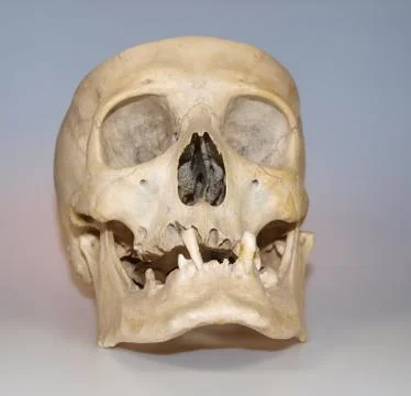 Human skull Stock Photos