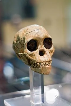 Human skull Stock Photos