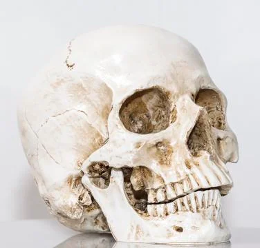 Human skull Stock Photos