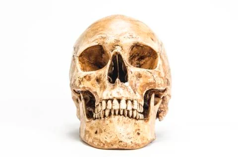 Human skull Stock Photos