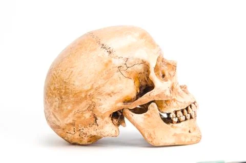 Human skull Stock Photos