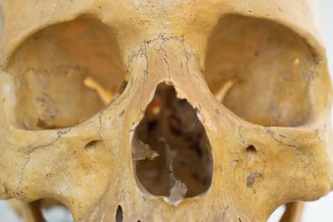 Human skull Stock Photos