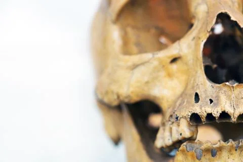 Human skull Stock Photos