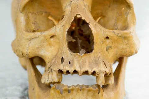 Human skull Stock Photos