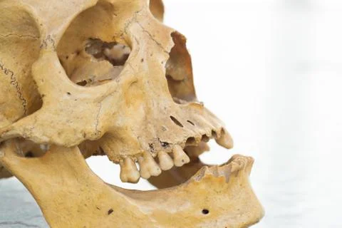 Human skull Stock Photos
