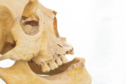 Human skull Stock Photos