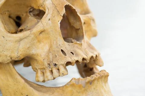 Human skull Stock Photos