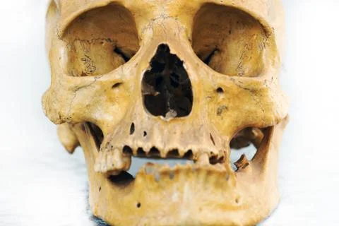 Human skull Stock Photos