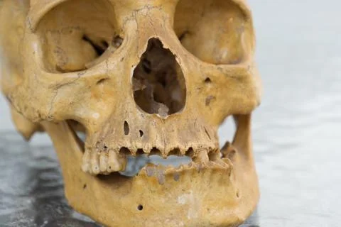 Human skull Stock Photos