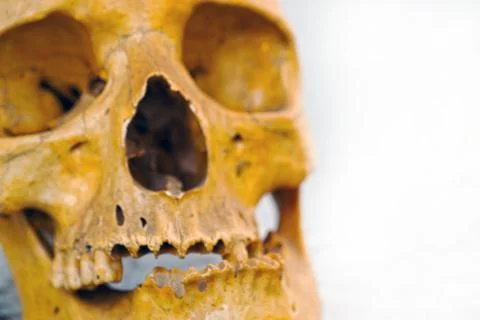 Human skull Stock Photos