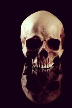 Human skull Stock Photos