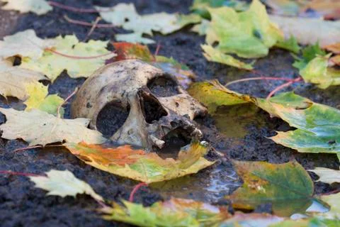 Human skull Foto stock