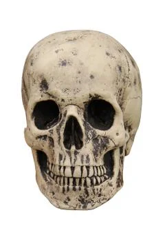 Human Skull. Stock Photos