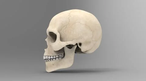 Human skull Stock Photos