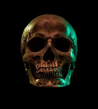 Human skull Stock Photos