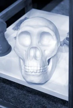 Human skull printed on 3D printer from plastic. New 3D printing technology. Stock Photos