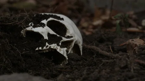 Human skull protruding from the dirt - Forensics, Murder and Crime Stock Footage 44372705