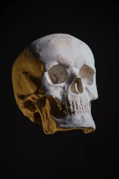 Human skull, replica from real model Stock-Fotos
