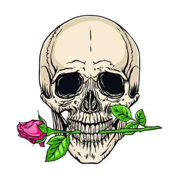 Human skull with a rose Ilustración de archivo